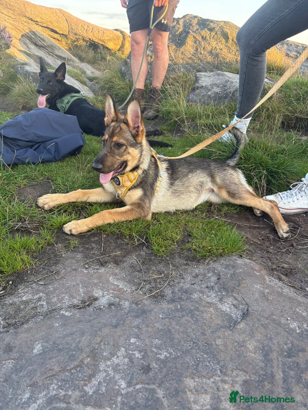 German Shepherd dogs for sale: Nala German shepherd dog - Image 1