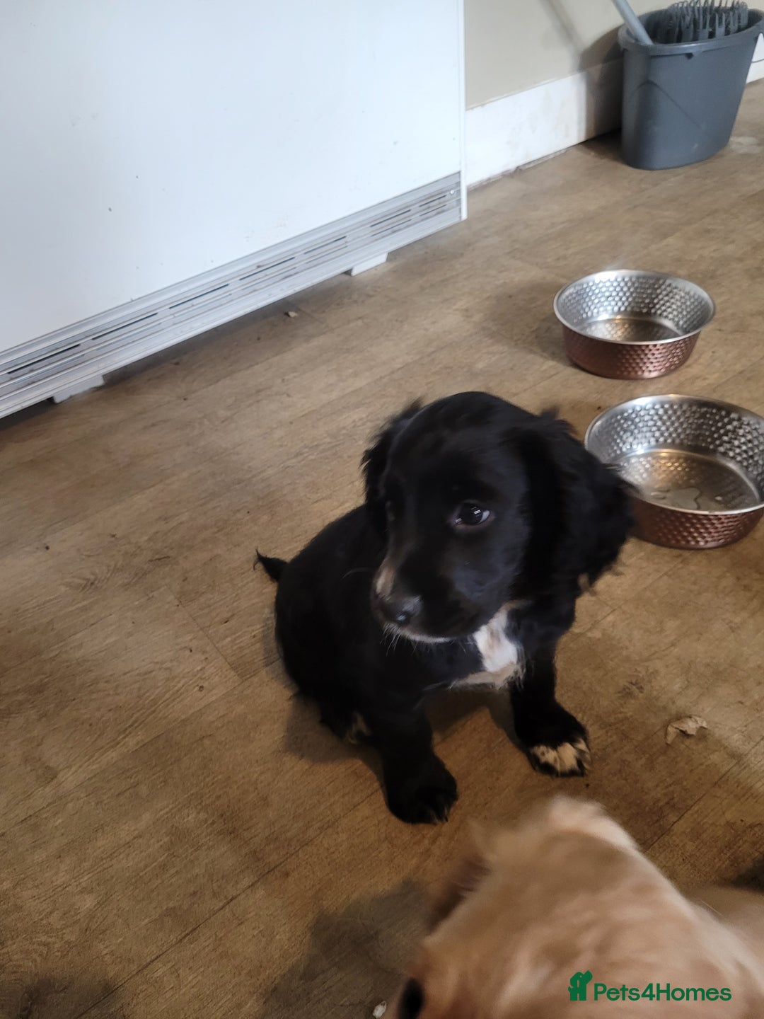 Cocker Spaniel dogs for sale: WCS bitch with working parents - Image 1