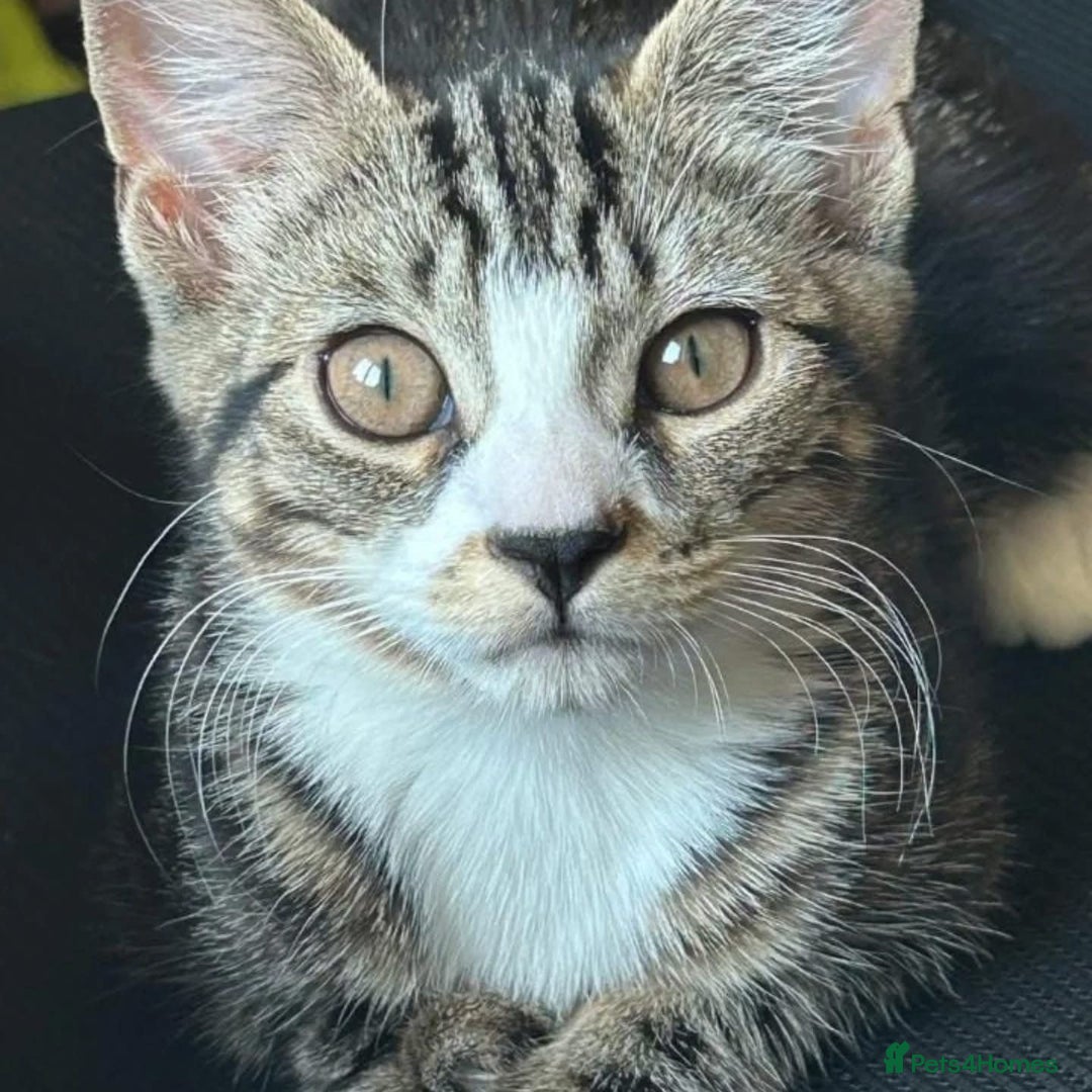Domestic Shorthair cats for adoption: Gaia, 6 month old kitten  - Advert 1