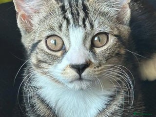 Domestic Shorthair cats Gaia, 6 month old kitten - Advert 2