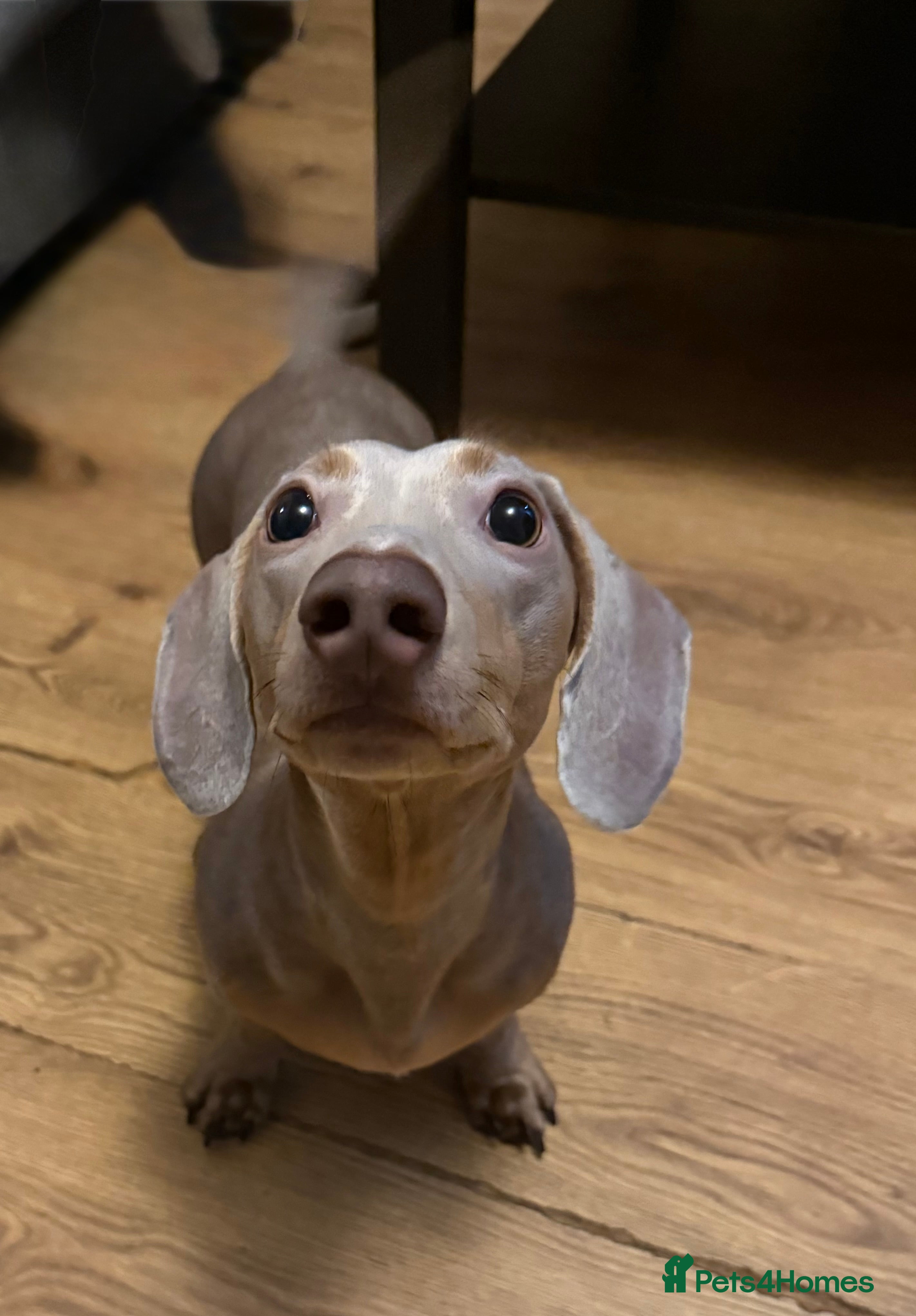 Miniature Dachshund dogs Miniature dachshund for stud - Isabella & Tan - Advert 2