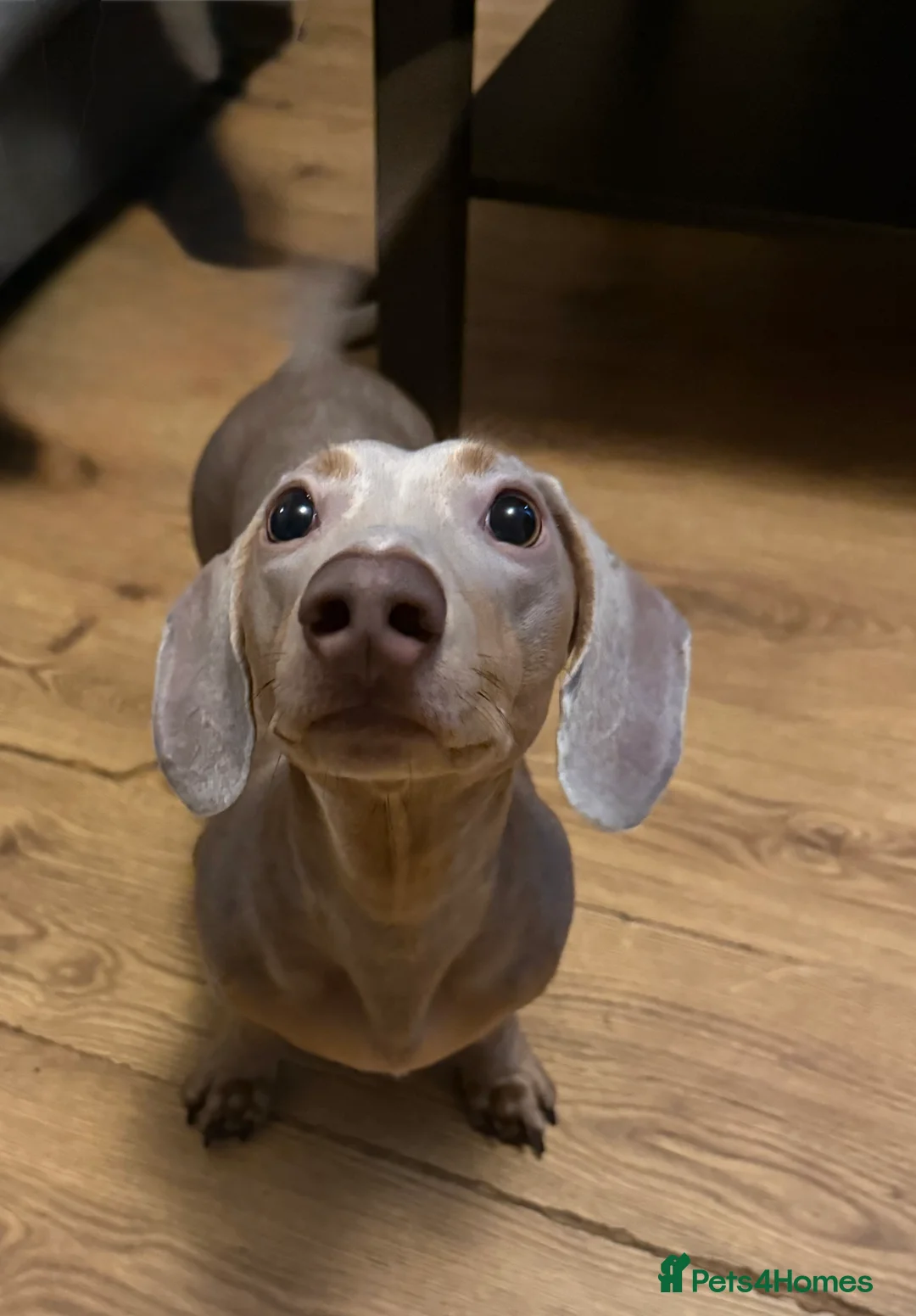 Miniature Dachshund dogs for stud: Miniature dachshund for stud - Isabella & Tan - Advert 2