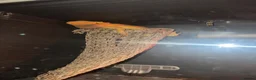 Bearded Dragon reptiles for sale: Bearded Dragon Male OTO in Leyland - Advert 3
