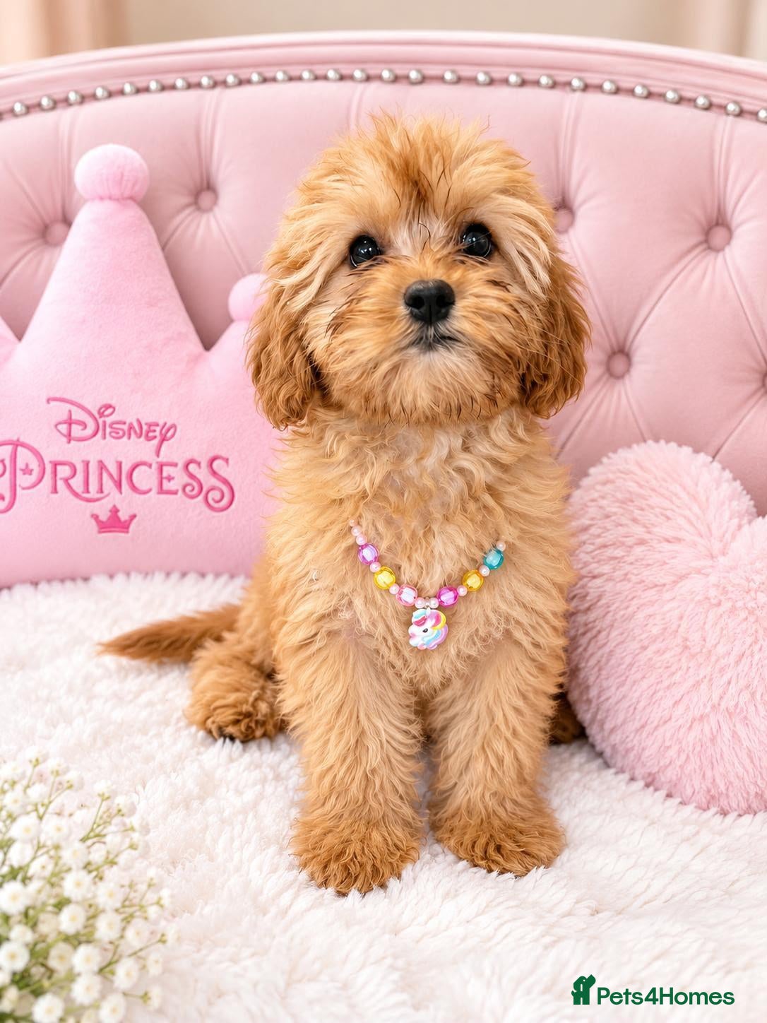 Cavapoo dogs for sale: Cavapoo puppies READY NOW - Advert 1