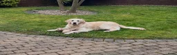 Golden Retriever dogs for sale: Light cream golden retrievers  - Advert 8