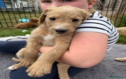 Labradoodle dogs for sale: Health tested chunky and fluffy labradoodles  - Image 21