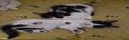 Mixed Breed cats for sale: Lovely kittens ready now in Dudley - Advert 1