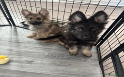 German Shepherd dogs for sale: German Shepard puppies - Image 1