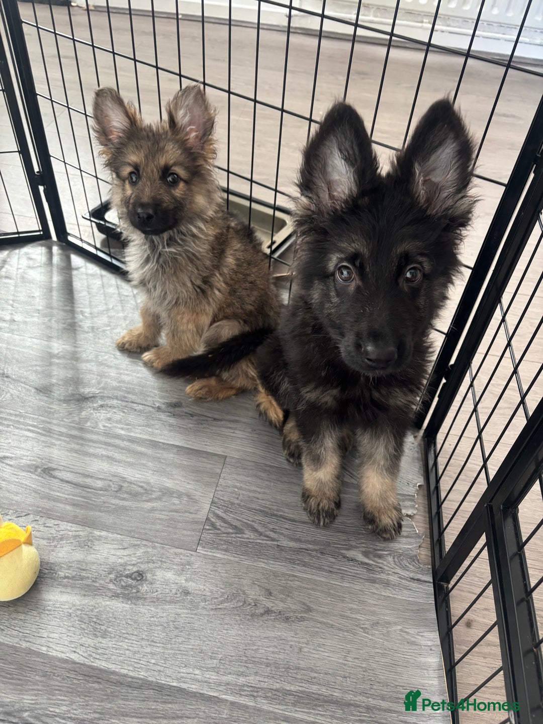 German Shepherd dogs for sale: German Shepard puppies - Image 1
