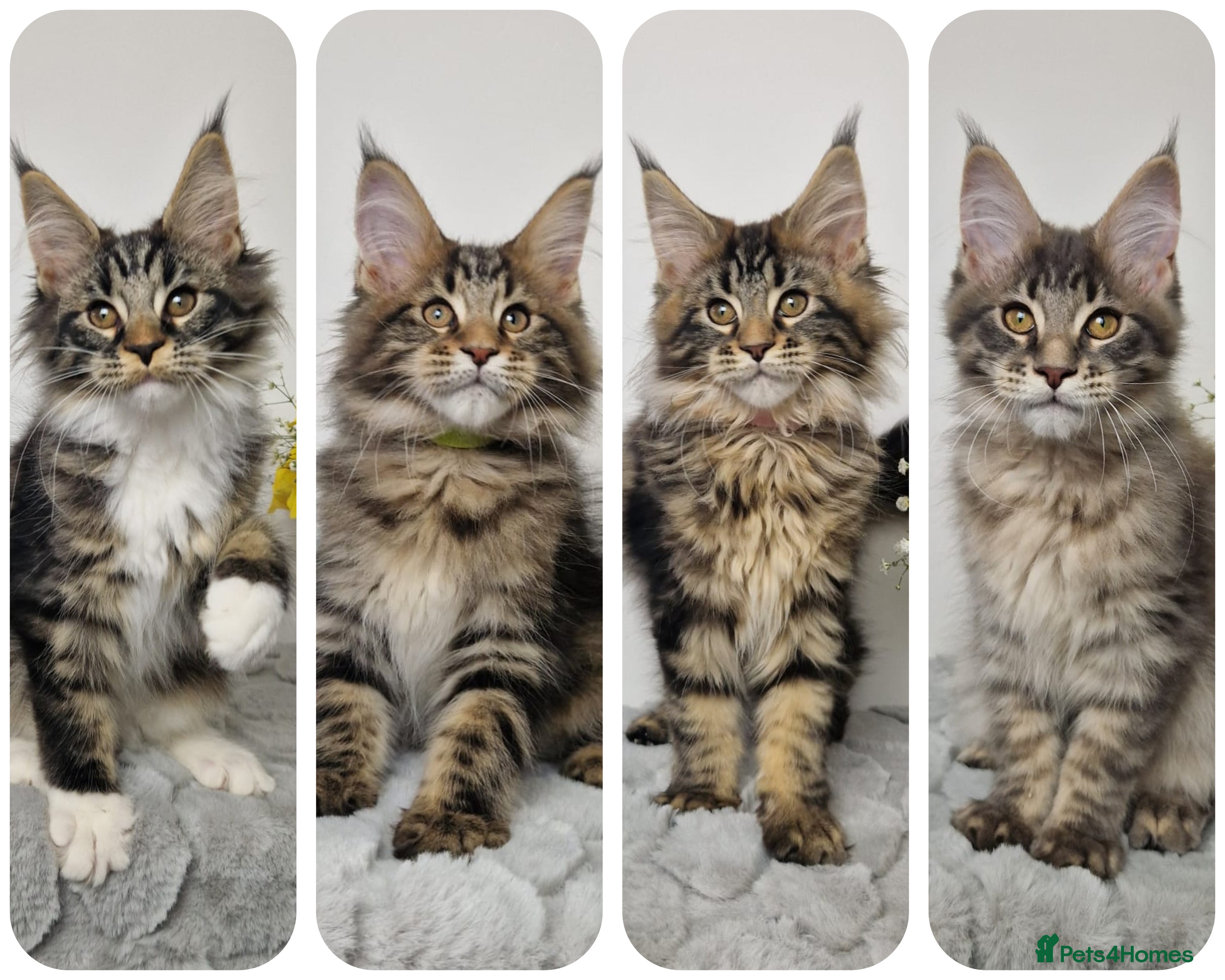 Maine Coon cats  READY TO GO TICA registered maine coon kittens - Advert 12