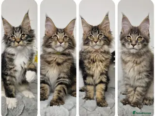 Maine Coon cats READY TO GO TICA registered maine coon kittens - Advert 12