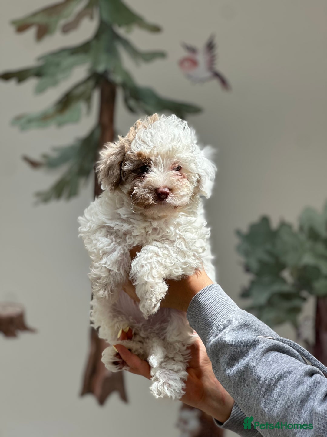 Cavapoo dogs for stud: Premium Cavapoo Chocolate Phantom Parti Stud  in Rickmansworth - Image 31