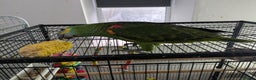 Parrots birds for sale: Hand reared super friendly blue fronted Amazons  - Advert 11