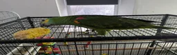 Parrots birds for sale: Hand reared super friendly blue fronted Amazons  - Advert 11