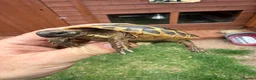Hermann Tortoise reptiles for sale: 3 year old Hermann’s Tortoises in Birmingham - Advert 9