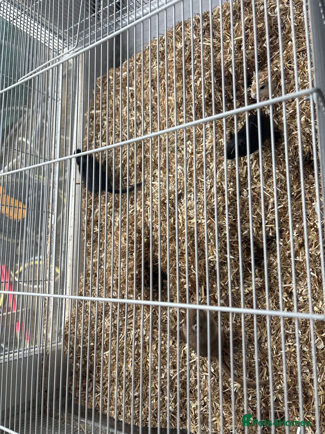 Gerbil rodents for sale: 4 female gerbils for sale - Advert 2