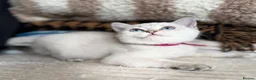 British Shorthair cats for sale: Beautiful BSH Blue Golden TICA kittens - Advert 11