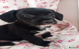 Jack Russell dogs for sale: Rough Coated Jack Russel Pups. - Image 4