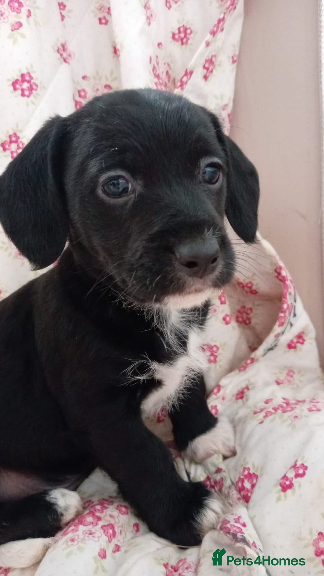 Jack Russell dogs for sale: Rough Coated Jack Russel Pups. - Image 4