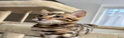 Bengal cats for sale: 🐅Gorgeous 😍One of a Kind Dream Bengal Boy!🐅 - Advert 14