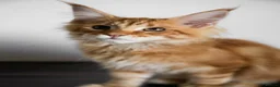 Maine Coon cats for sale: 5 Beautiful Russian Import Kittens TICA - Advert 6