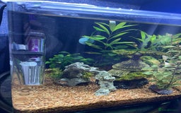 Other/Mixed Breed fish for sale: Tropical 22L Tank - Fish, Heater & Filter Included - Image 1