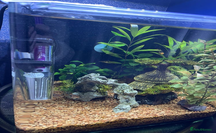 Other/Mixed Breed fish - Advert 1
