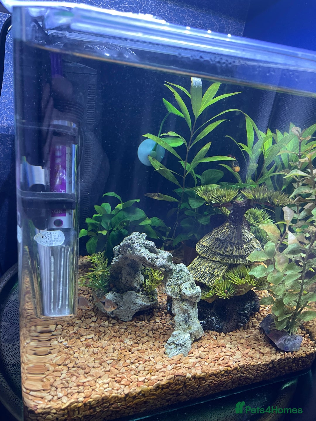 Other/Mixed Breed fish for sale: Tropical 22L Tank - Fish, Heater & Filter Included - Image 1