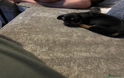 Mixed Breed dogs for sale: Miniature dachshund X French bulldog  - Image 14