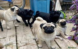 Pug dogs for sale: Stunning Fawn Pug KC Registered Litter - Image 20