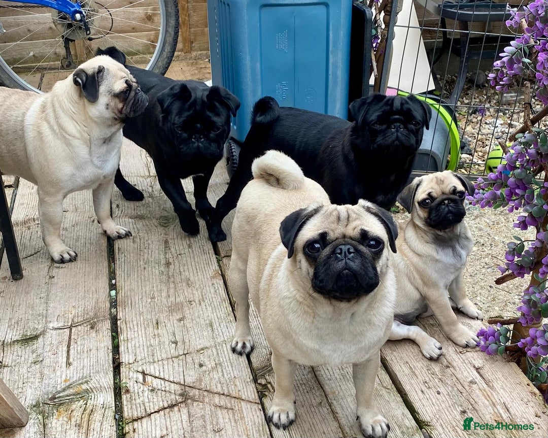Pug dogs for sale: Stunning Fawn Pug KC Registered Litter - Image 20