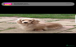 Miniature Dachshund dogs for sale: Highest quality champion line cream long haired  - Image 7