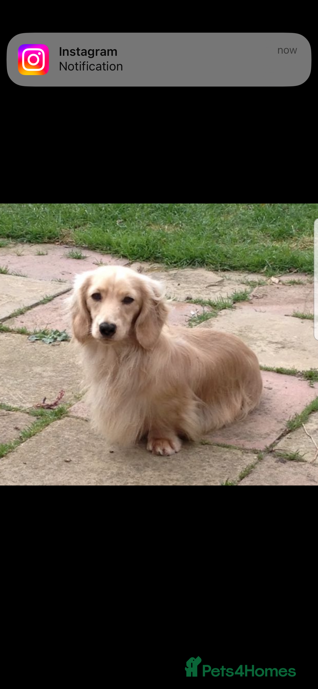 Miniature Dachshund dogs for sale: Highest quality champion line cream long haired  - Image 7