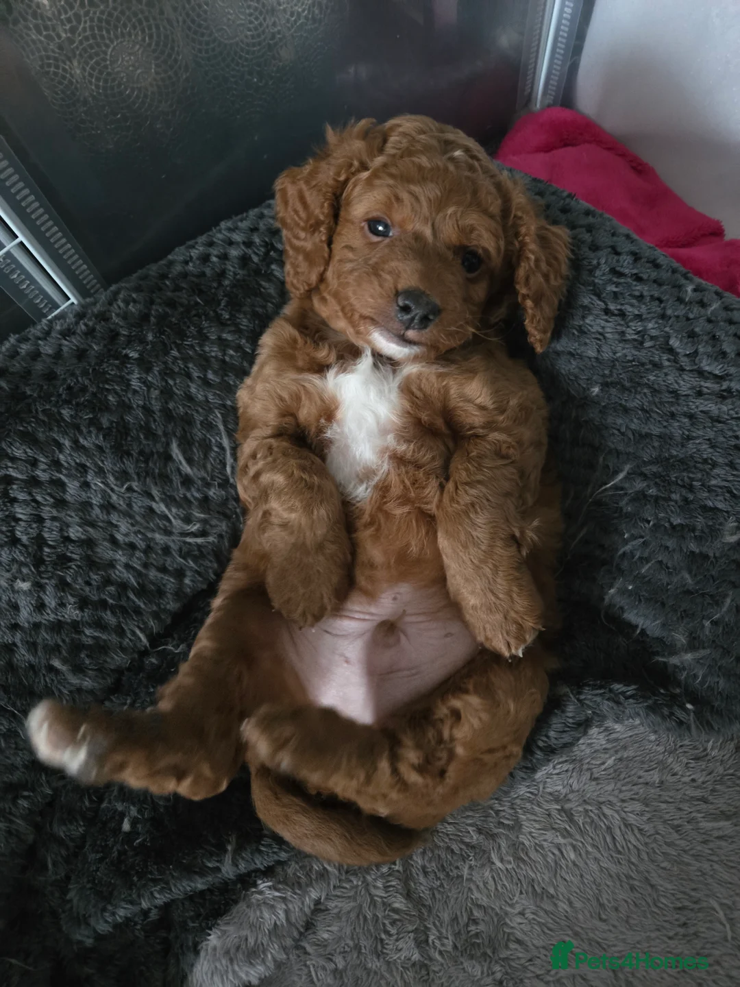 Cockapoo dogs for sale: Rebecca sheldrick  - Advert 6