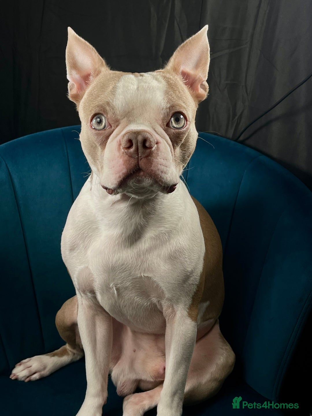 Boston Terrier dogs for stud: Boston terrier looking for stud  in Milton Keynes - Image 1