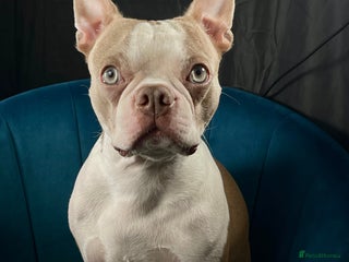 Boston Terrier dogs in Milton Keynes - Advert 3