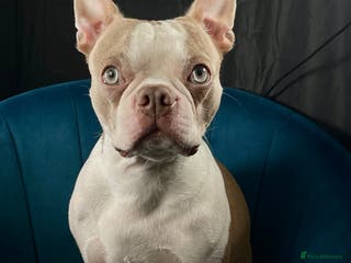 Boston Terrier dogs KC REGISTERED Boston terrier looking for stud in Milton Keynes - Advert 7
