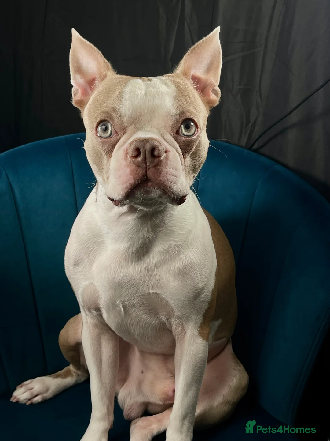 Boston Terrier dogs for stud: KC REGISTERED Boston terrier looking for stud  in Milton Keynes - Advert 1