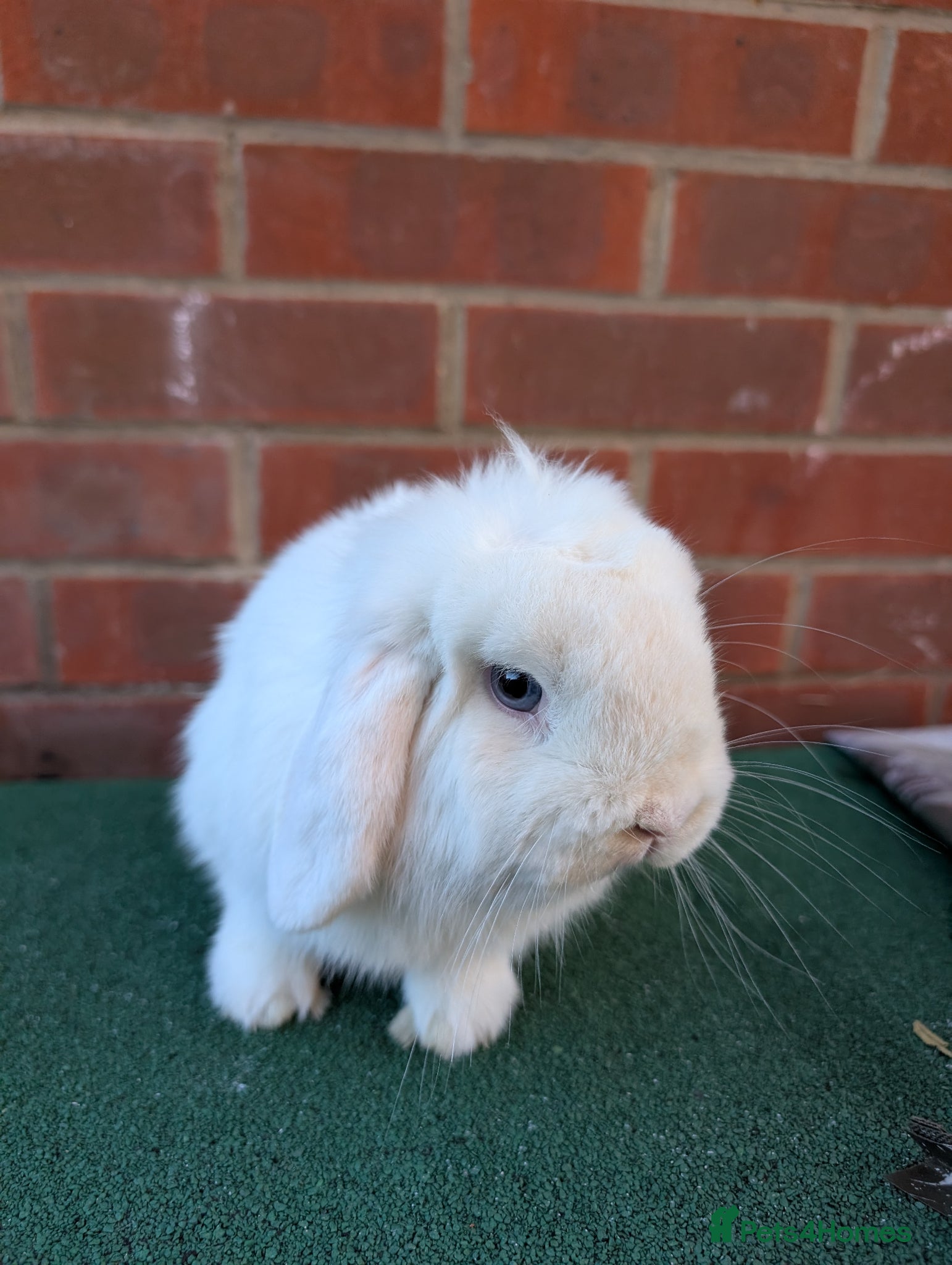 Mini Lop rabbits Mini lop and hutch - Advert 6