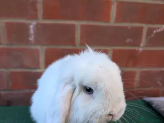 Mini Lop rabbits Mini lop and hutch - Advert 3