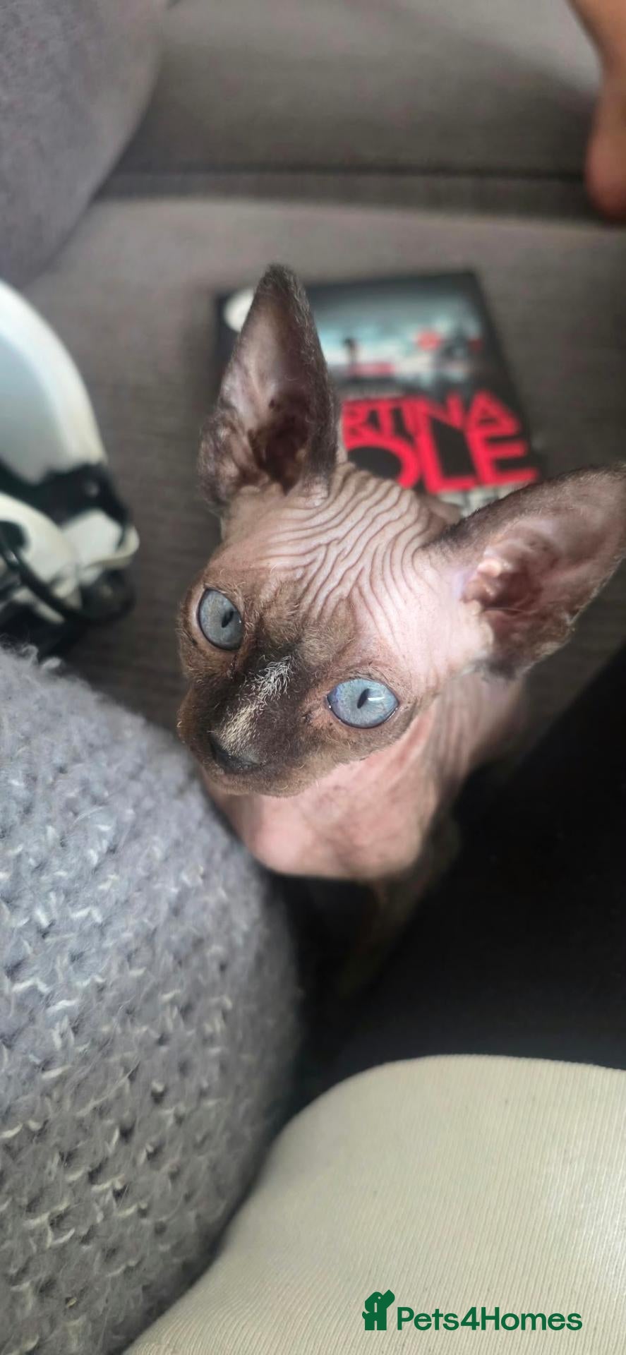 Sphynx cats Sphynx Boy Kitten – Last One Available - Advert 1
