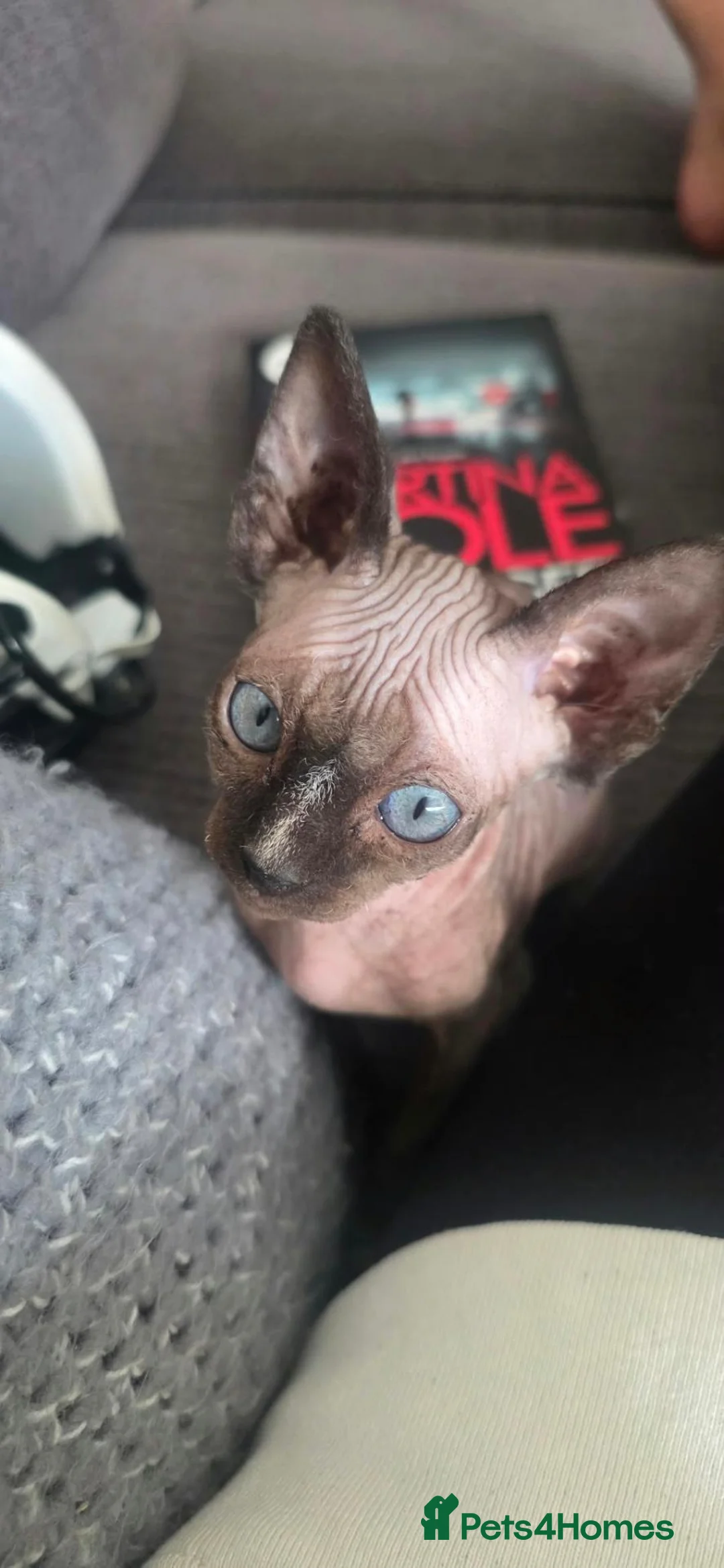 Sphynx cats for sale: Sphynx Boy Kitten – Last One Available in Telford - Advert 1