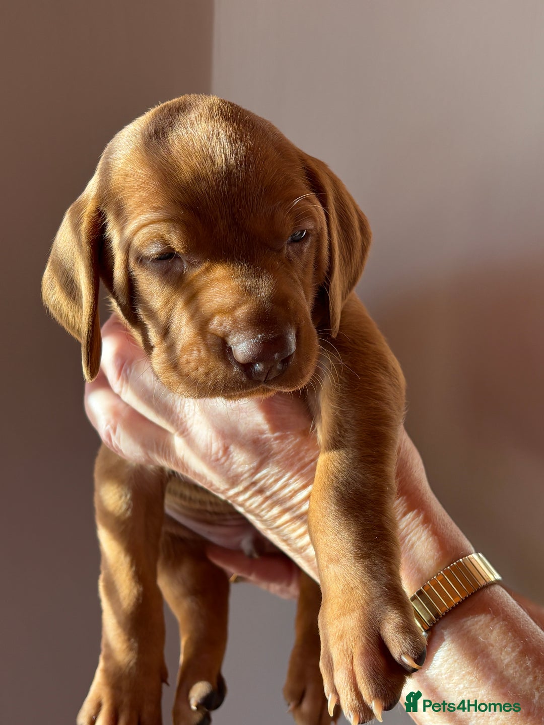 Hungarian Vizsla dogs for sale: Hungarian Vizsla Puppies - Advert 4