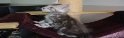 Maine Coon cats for sale: 6 pedigree Mainecoon kittens  - Advert 5