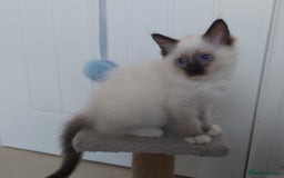 Ragdoll cats for sale: RAGDOLL SEAL POINT BLUE EYES READY NOW! - Image 16