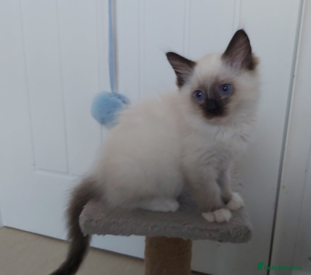 Ragdoll cats for sale: RAGDOLL SEAL POINT BLUE EYES READY NOW! - Image 16