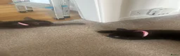 Mixed Breed cats for sale: Adorable friendly kittens  - Advert 4