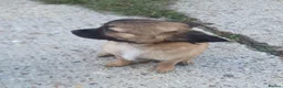 Chihuahua dogs for sale: Looking for Forever Homes  in Sittingbourne - Advert 6