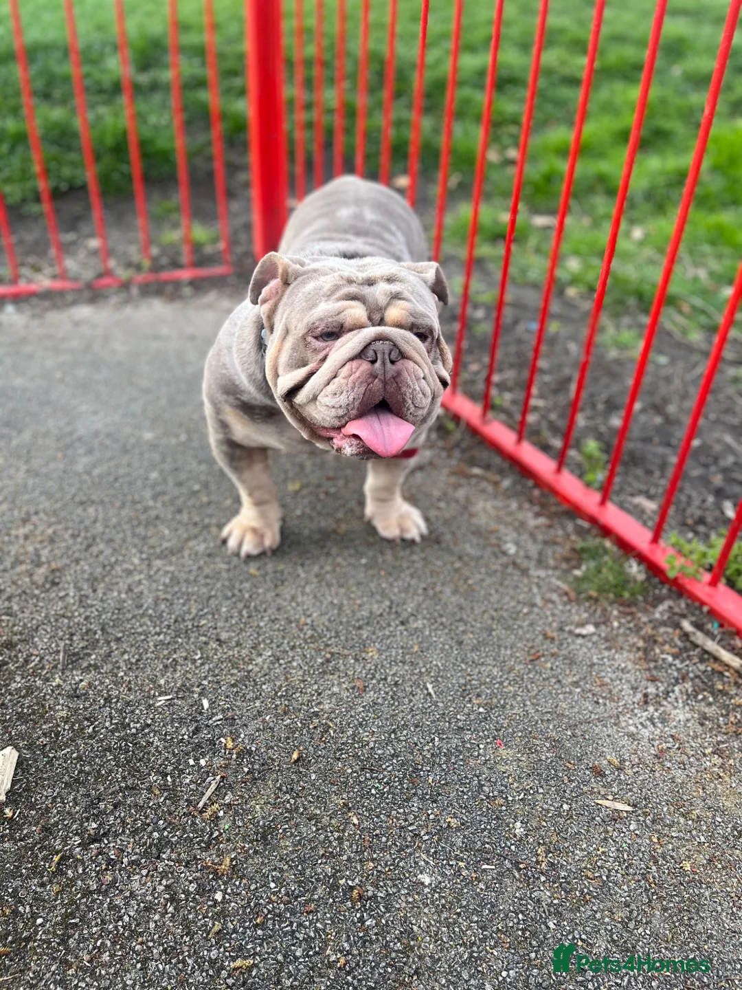 English Bulldog dogs for stud: DwKc registered platinum and tan Merle stud only  - Advert 2