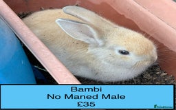 Lionhead rabbits for sale: Double Mane (f)&No Mane(m) Lionhead £50 & £2 - Image 24